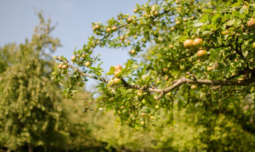 Wer möchte Obstbäume pflanzen? Wer möchte Obstbäume pflanzen?