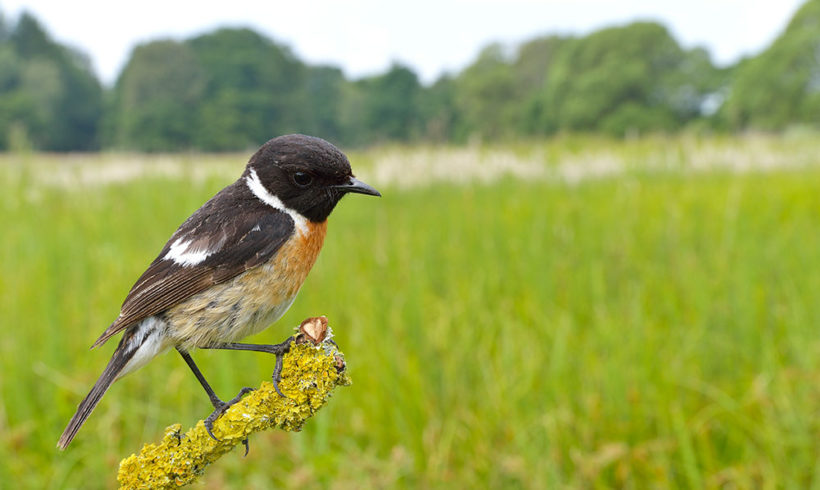 Am 7.05.2017 unsere einheimische Vogelwelt kennen lernen Am 7.05.2017 unsere einheimische Vogelwelt kennen lernen
