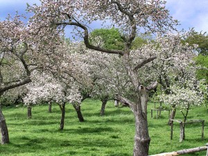 Streuobstwiese in der Blüte (Foto: Hans-Peter Weib)