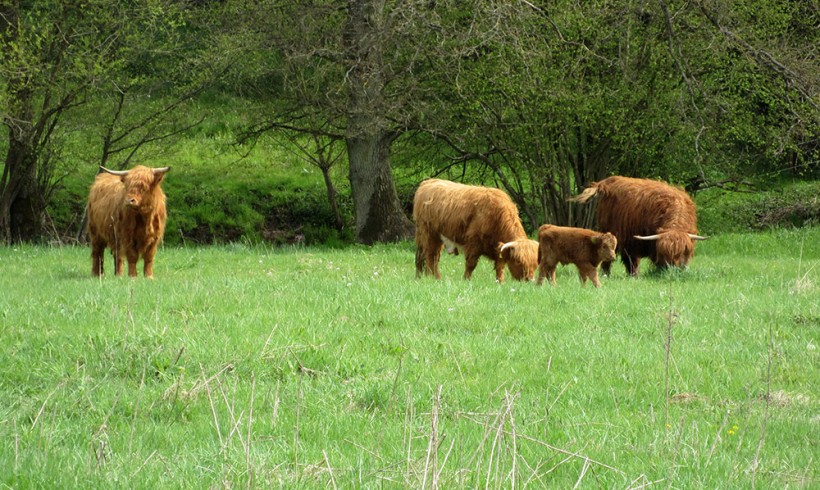 Wahler Bachtal Wahler Bachtal