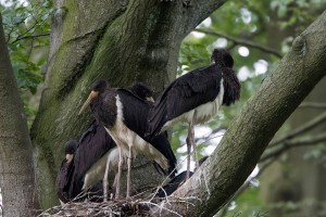 Schwarzstörche (Foto: Rainer Geiermann)