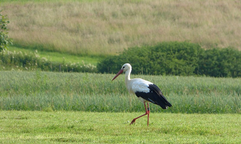 Vogelschutz Vogelschutz