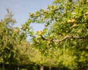 Äpfel