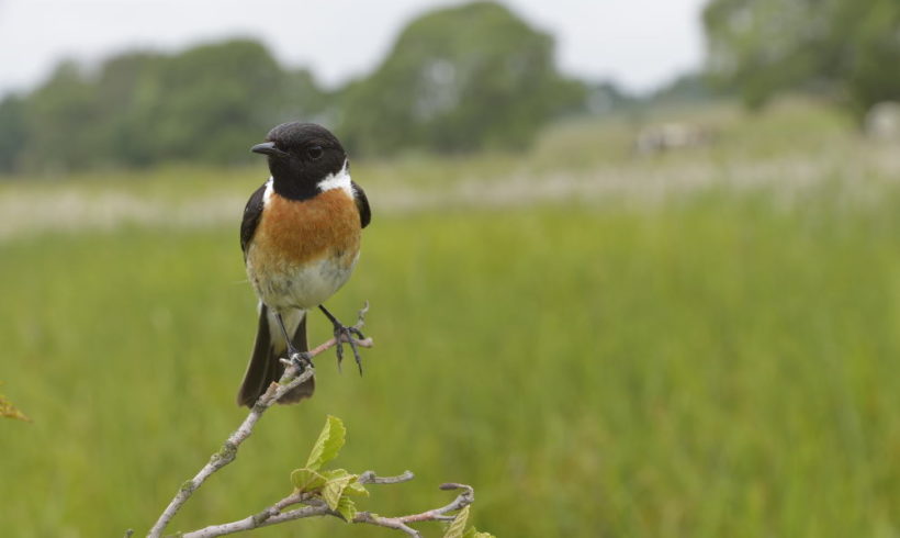 Die einheimische Vogelwelt kennen lernen – ornithologische Wanderung am 29.4.2018 Die einheimische Vogelwelt kennen lernen – ornithologische Wanderung am 29.4.2018