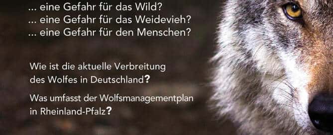 Der Wolf im Kreis Neuwied