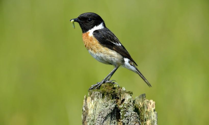 Ornithologische Wanderung am Sonntag den 5. Mai Ornithologische Wanderung am Sonntag den 5. Mai