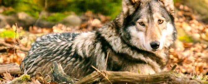 Wolf (Foto: Kathy Büscher NABU-Rinteln)